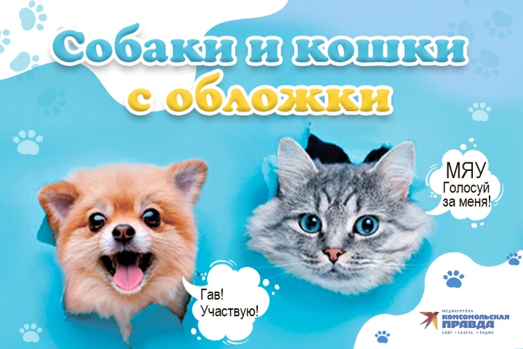 «Комсомольская правда» - Хабаровск» запускает фотоконкурс «Собаки и кошки с обложки»