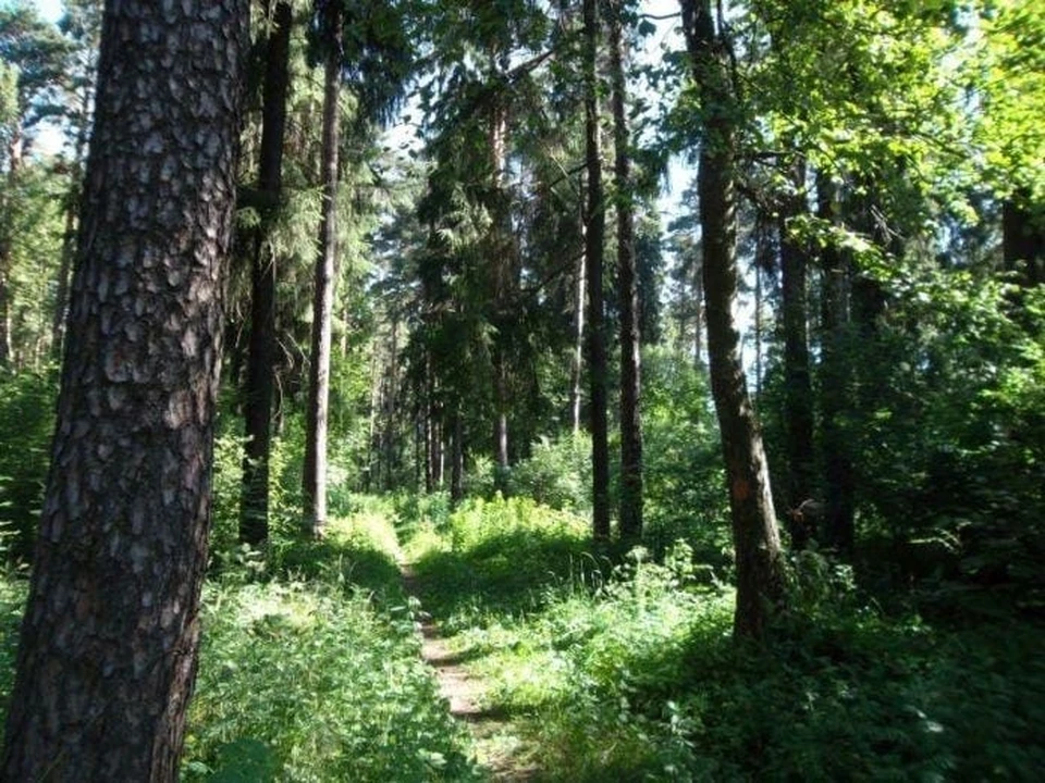 Деревья костромской области фото с названиями