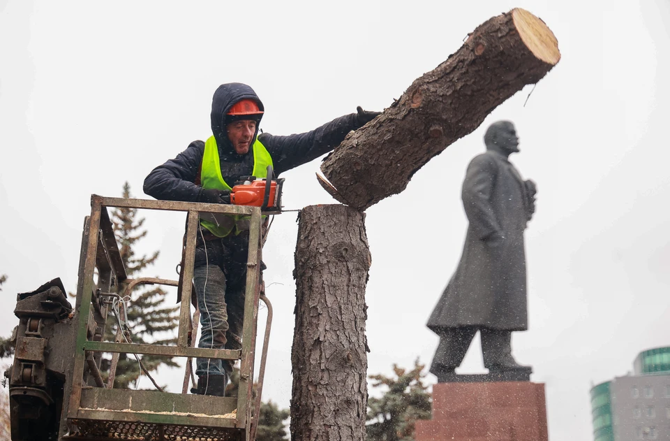 Деревья нужно спилить из-за их состояния.