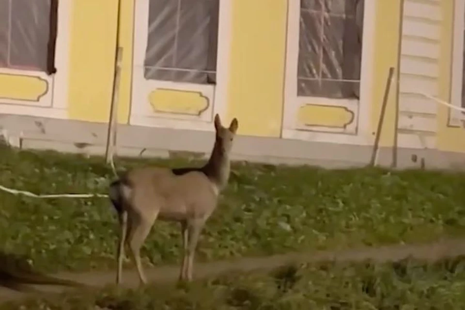Малыш попал на видео. Фото: t.me/MyPiter24