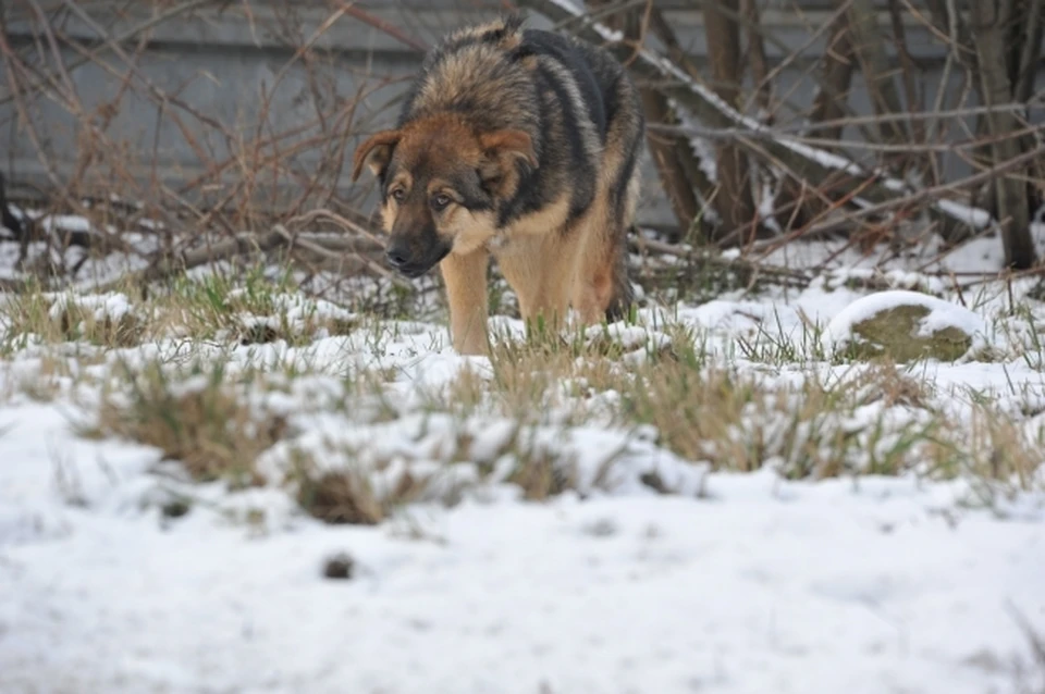 Парламент Башкирии намерен внести в Госдуму законопроект, который приравняет к диким животным бездомных собак, обитающих за пределами населенных пунктов