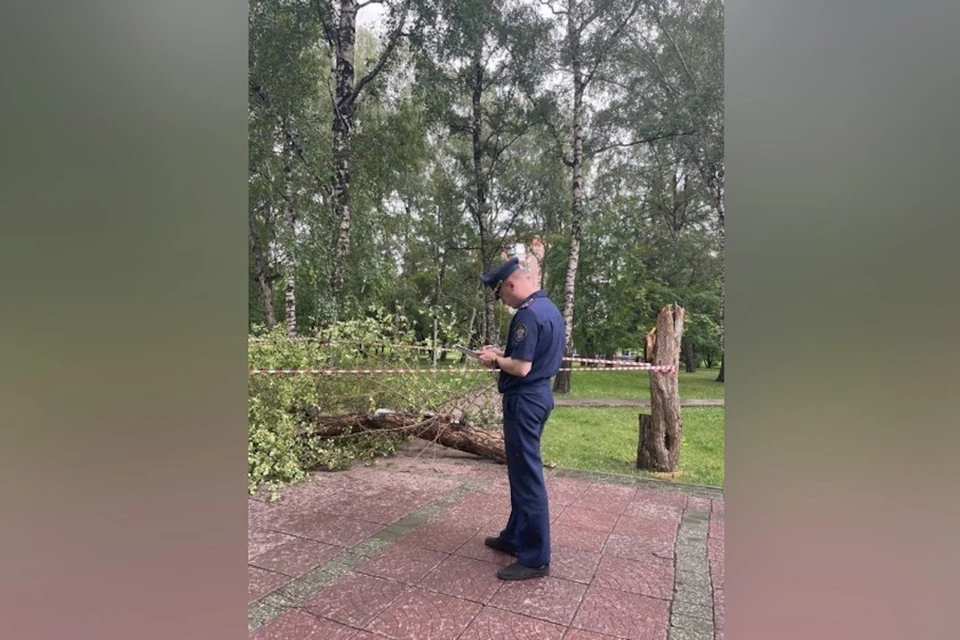 Дерево упало на мальчика, когда тот на велосипеде проезжал мимо. Фото: СК по НСО