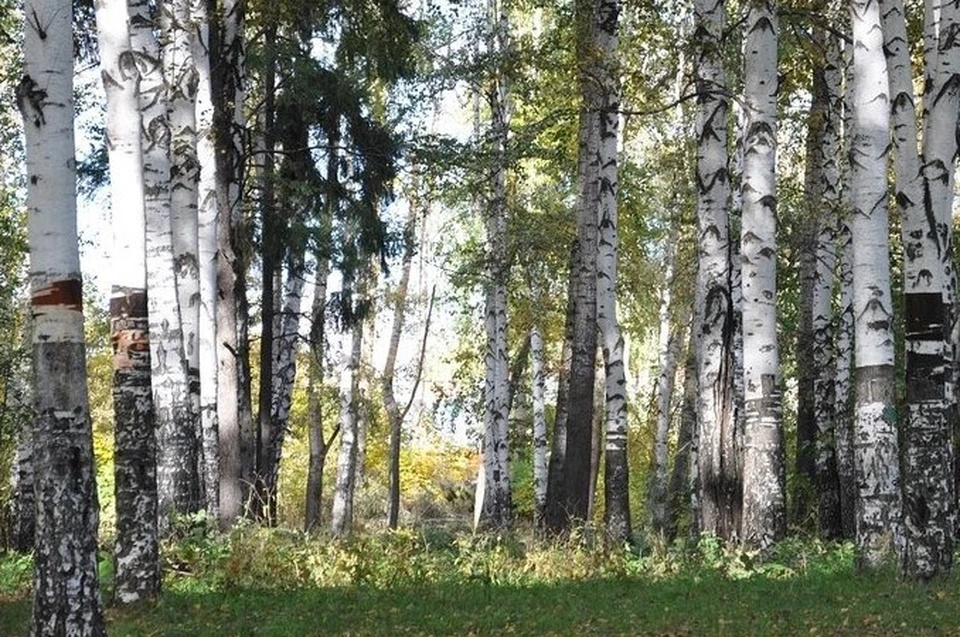 С начала 2022 года из Удмуртии было вывезено 101,2 кг. Фото: архив