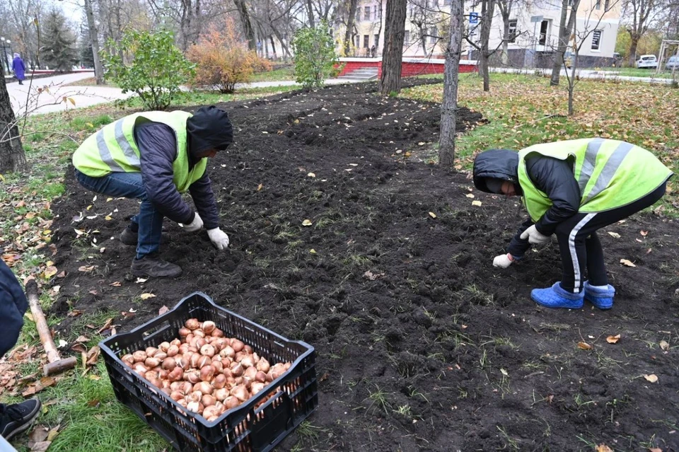 Выбраны восемь сортов тюльпанов, в том числе новые, которые ранее не высаживались.