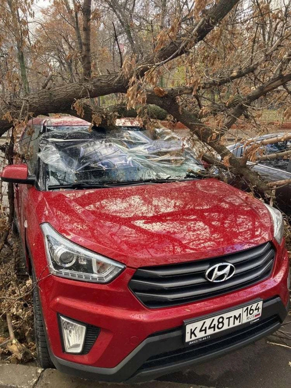 Сильный ветер повалил дерево на лобовое стекло авто в центре Саратова -  KP.RU