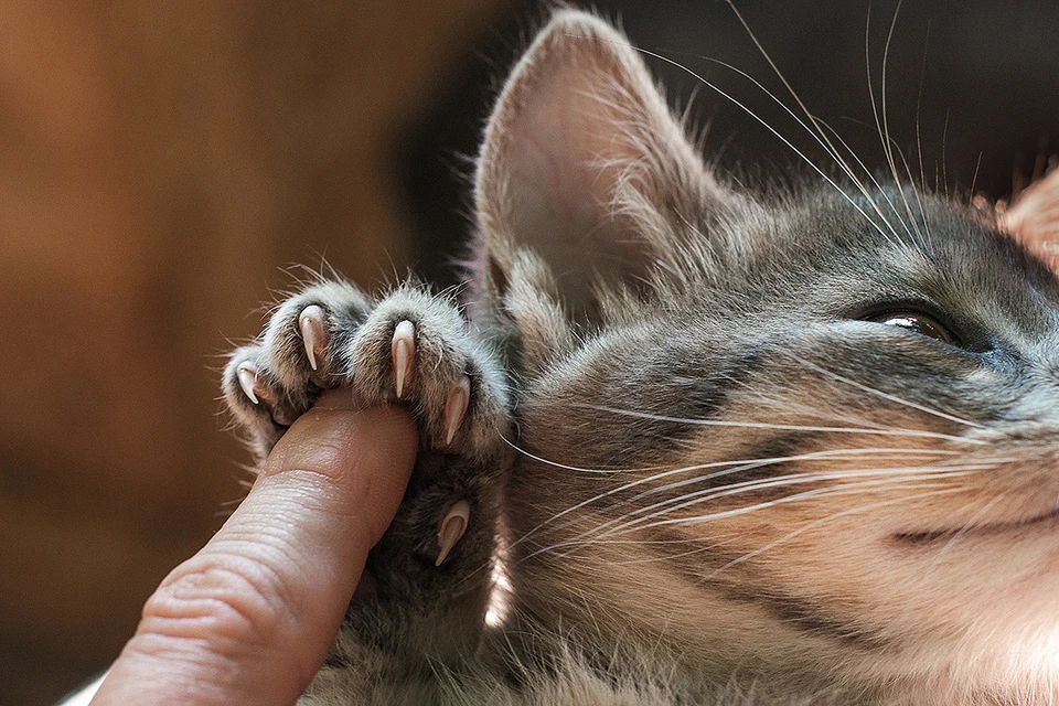 Если кошка пытается царапать вас или других членов семьи, можно просто укорачивать ей когти раз в две недели с помощью специальных кусачек.