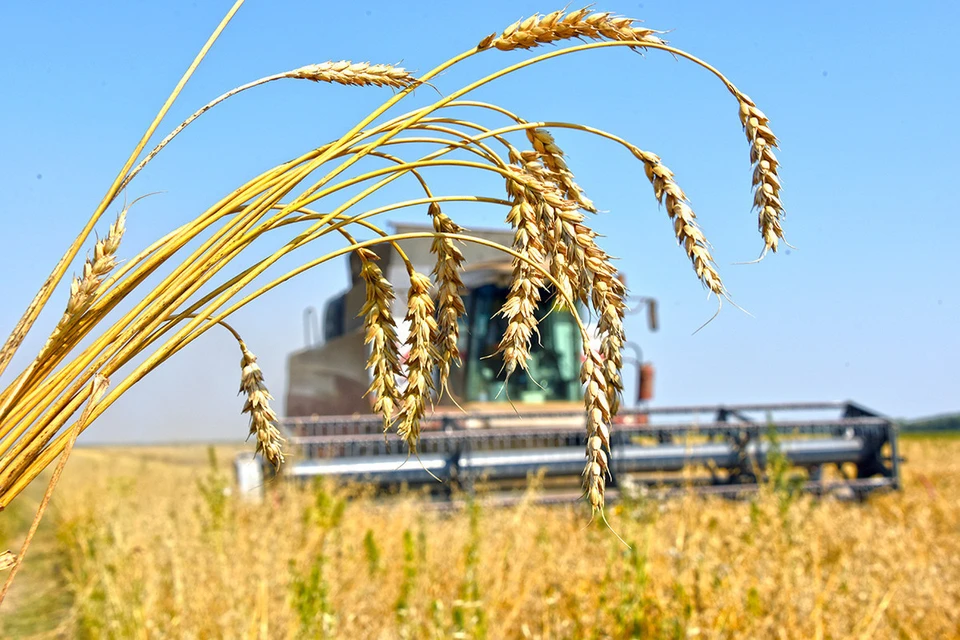 В России выделено 10 млрд рублей на реализацию зерновых культур Фото:kostroma.mk.ru