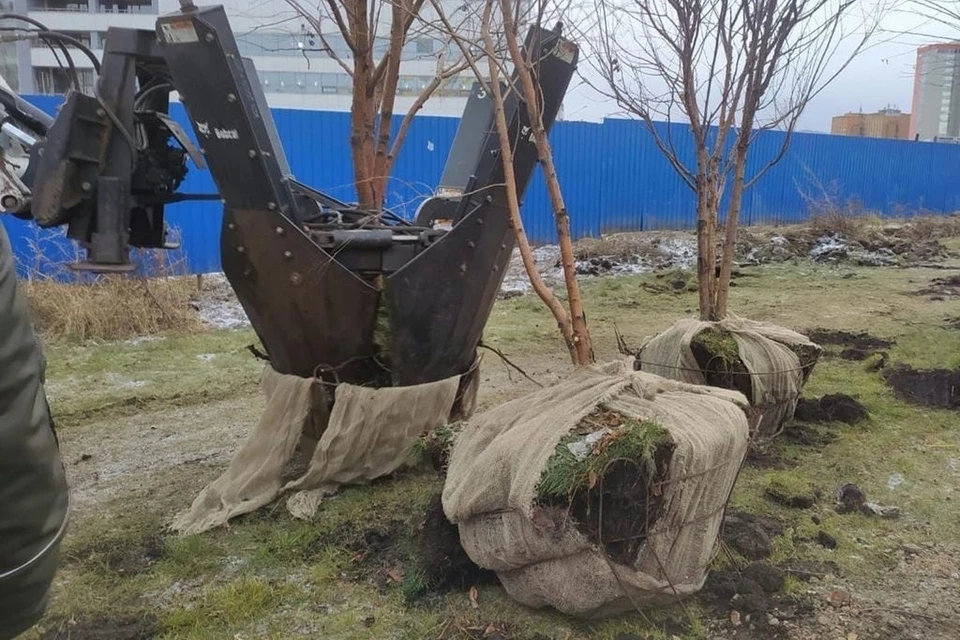 В Красноярске на месте будущего метро пересаживают деревья. Фото: пресс-служба администрации города