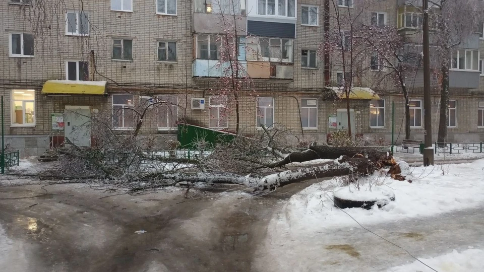 ФОТО: телеграм-канал Симбирский шугожор