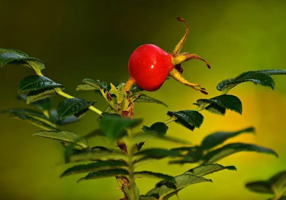 Шиповник поможет укрепить иммунитет. Фото: pixabay.com