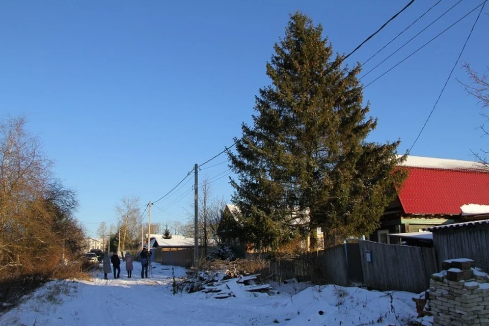 В Рыбинске выбирают новогоднюю ель на Красную площадь