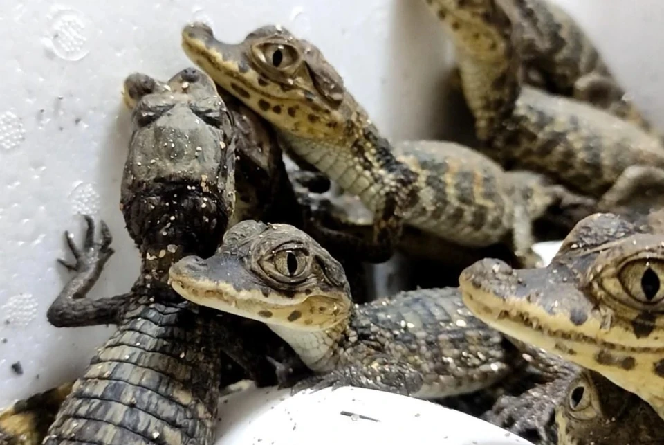 Около сотни малышей вылупилось в феврале. Фото: Ялтинский крокодиляриум