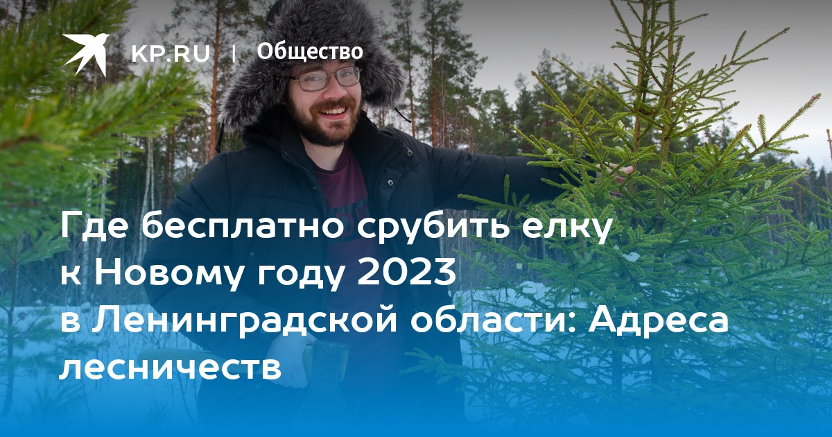 Где бесплатно срубить елку к Новому году 2023 в Ленинградской области:  Адреса лесничеств - KP.RU
