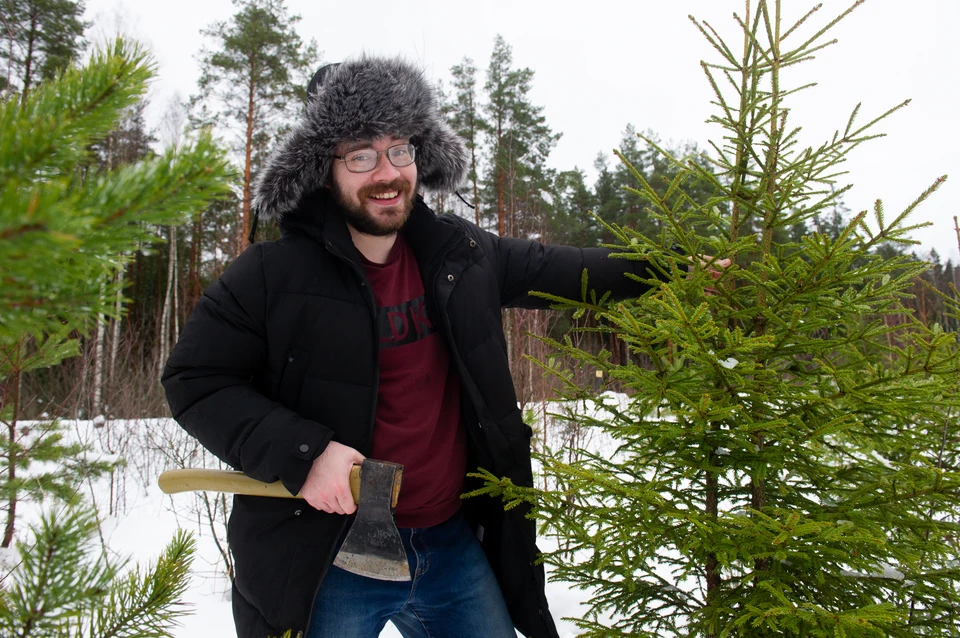 Где бесплатно срубить елку к Новому году 2023 в Ленинградской области:  Адреса лесничеств - KP.RU