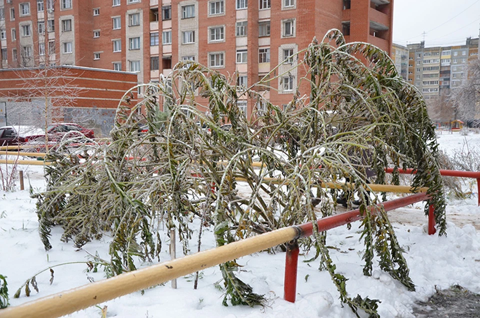 Тысячи поваленных деревьев и сотни обесточенных деревень: Как Поволжье пережило последствия ледяного дождя в ноябре.
