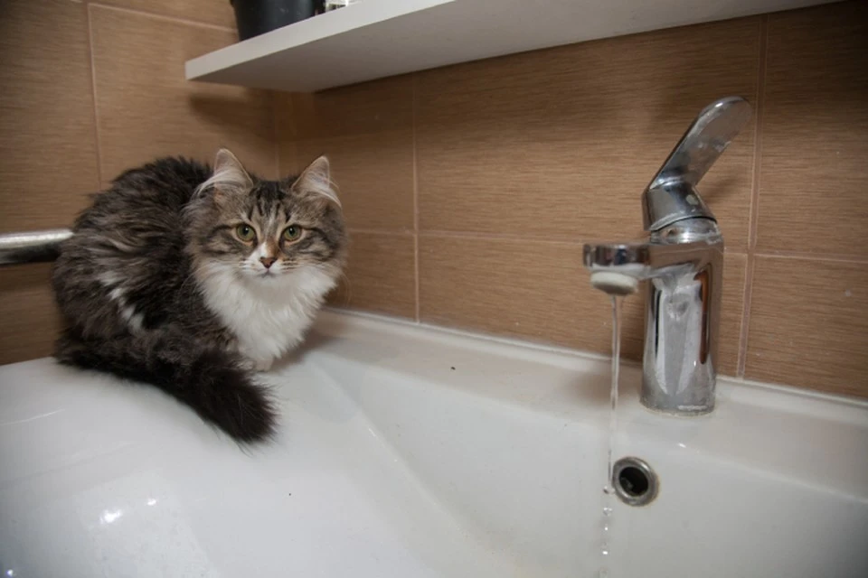 МУП «Водоканал» приносит извинения за доставленные неудобства