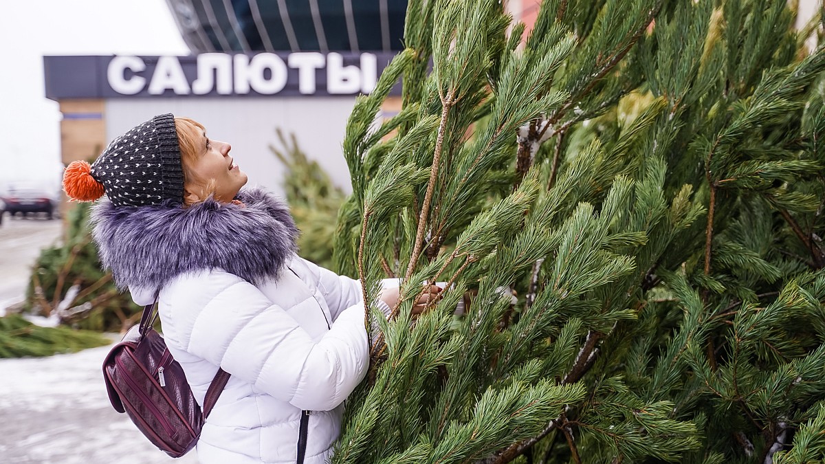 Елочные базары в Самаре в декабре 2022: адреса, где купить елку, цены,  ассортимент - KP.RU