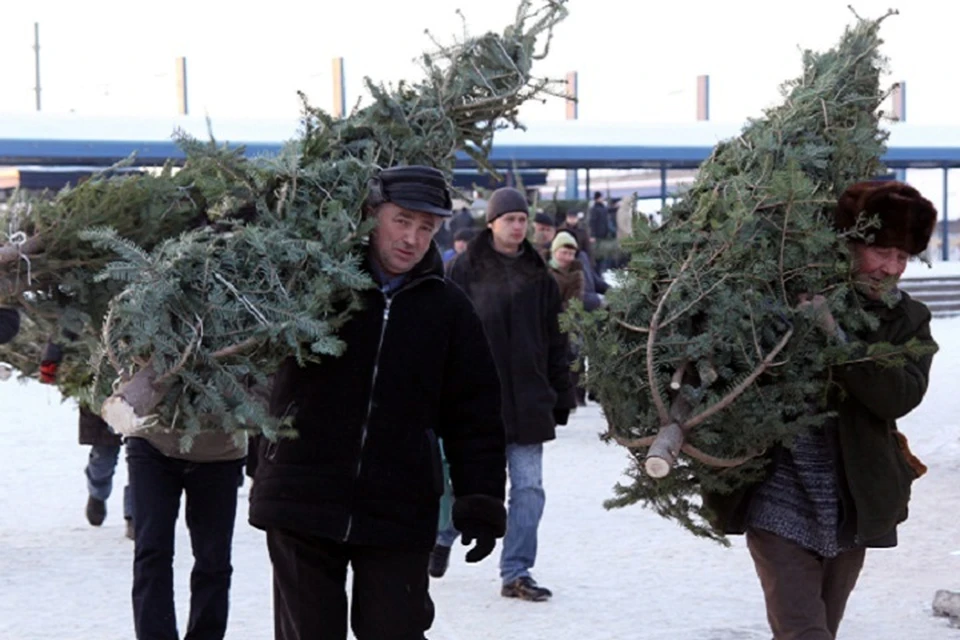 Горожане смогут купить ели и сосны на базарах возле крупных торговых центрах и рынках.