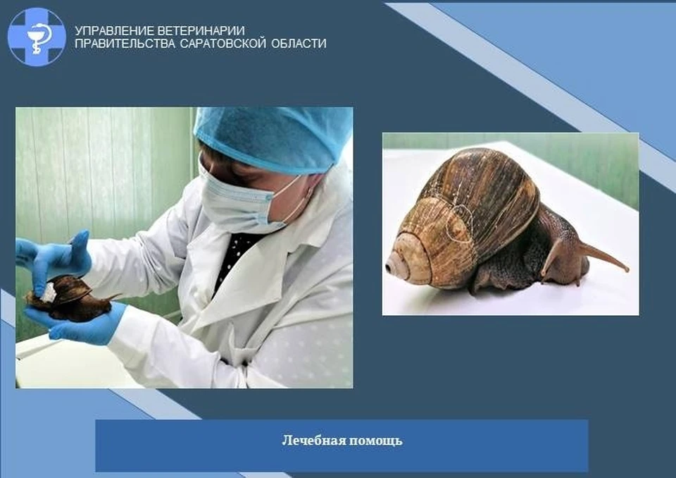 Фото: Управление ветеринарии Саратов / ВКонтакте