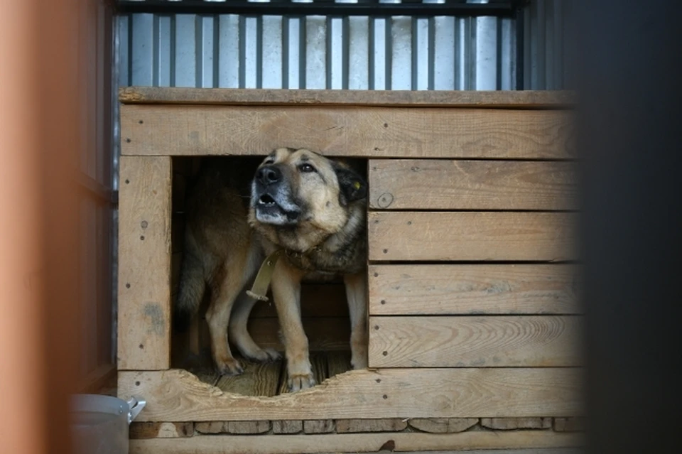 Бруцеллез обнаружен у более 500 собак в приюте Якутска