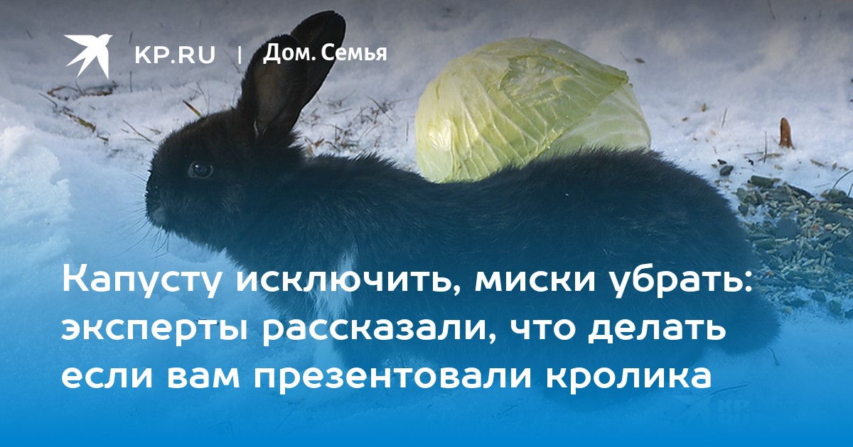 Как успокоить кролика на ночь? | наши любимцы | Дзен