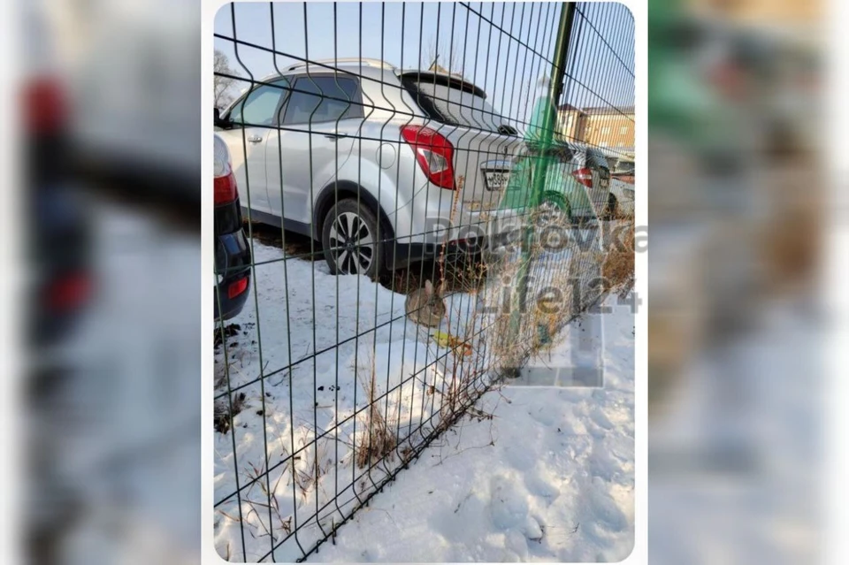 Жители Красноярска после праздника выбросили кролика. Фото: t.me/pokrovka_life124