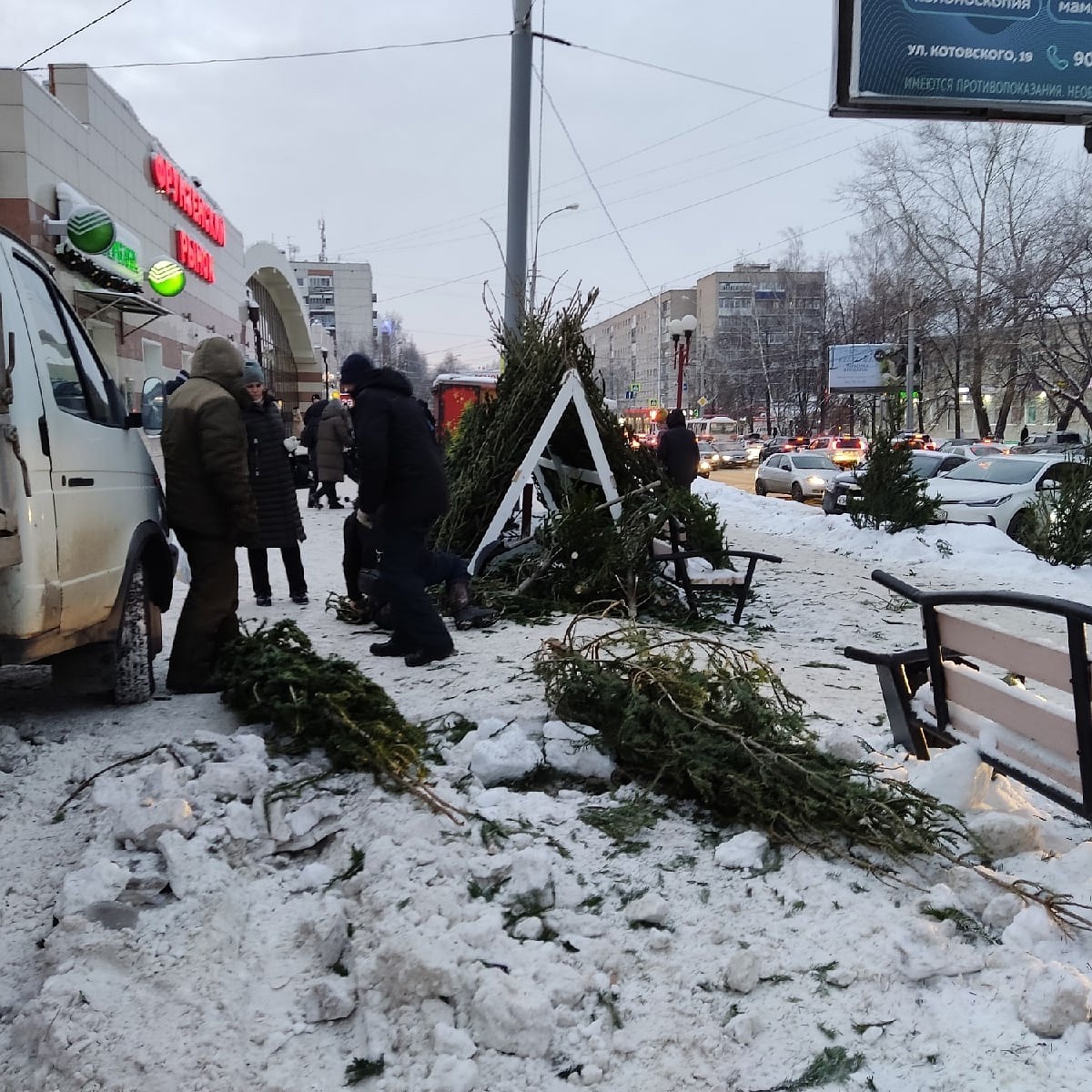 Жители Томска могут сдать новогодние елки на корм коровам - KP.RU