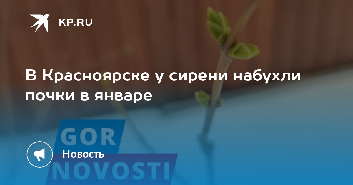 В Красноярске у сирени набухли почки в январе - KP.RU