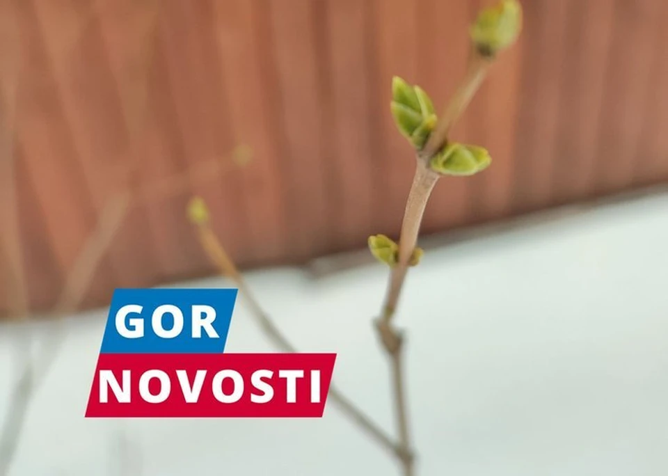 В Красноярске у сирени набухли почки в январе - KP.RU