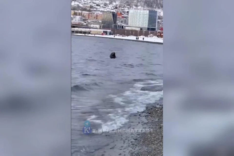 Редкий тюлень жалобно смотрел на местных жителей.