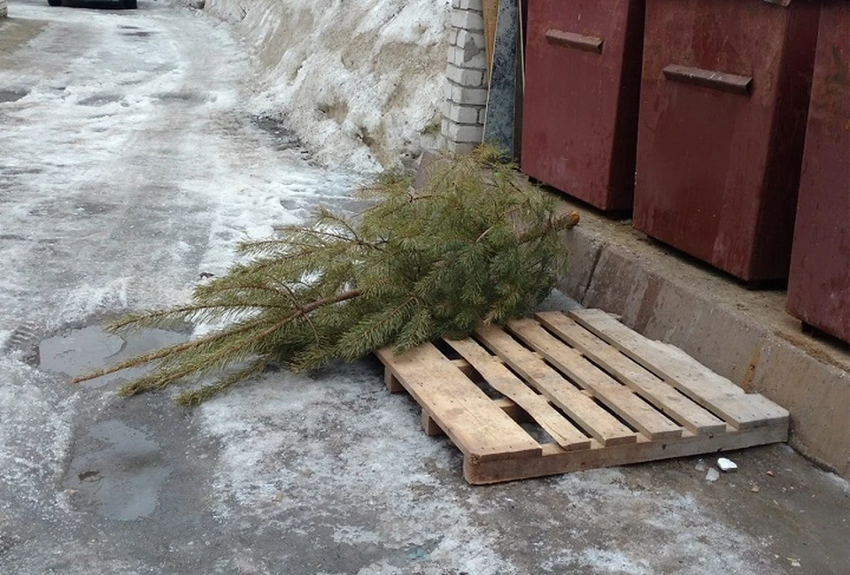 Казанцам рекомендуют не выбрасывать елки на помойку, а отнести в пункт приема деревьев.