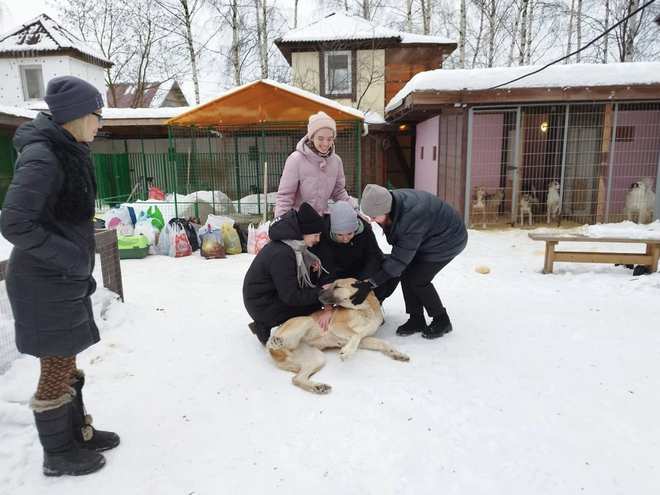 Корм, одежду и игрушки собрали нижегородцы для бездомных животных из городских приютов. Фото: Администрация Нижнего Новгорода.