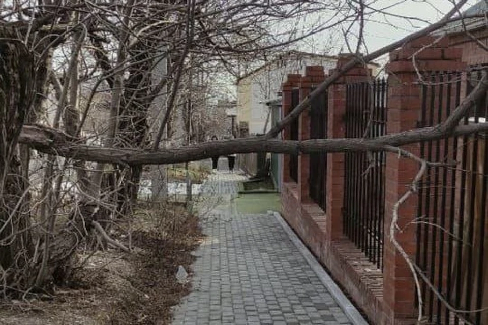 В Новороссийске ветка обломилась и упала на тротуар. Фото: t.me/alekseioderov