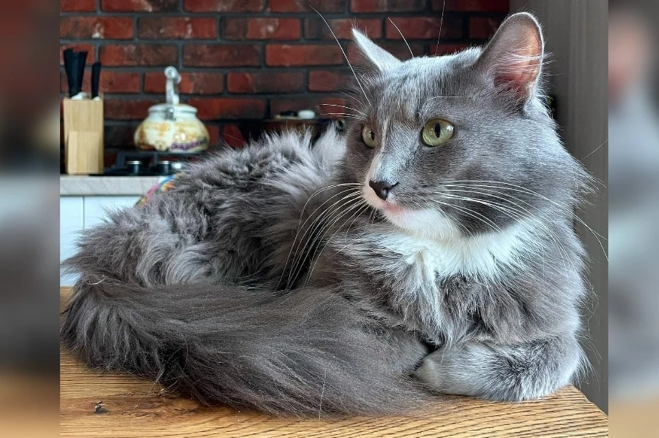 Барсик - самый богатый кот Перми. Фото: Василий Кучумов.