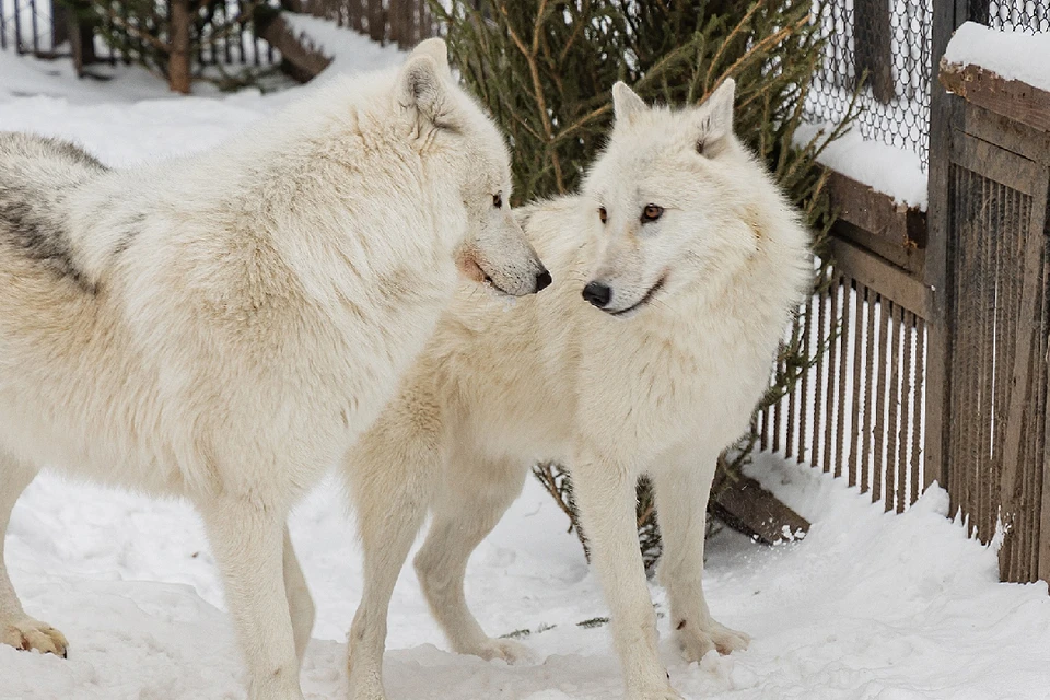 Арктические волки образуют пары на всю жизнь. Фото: группа парка "Роев Ручей" "ВКонтакте"
