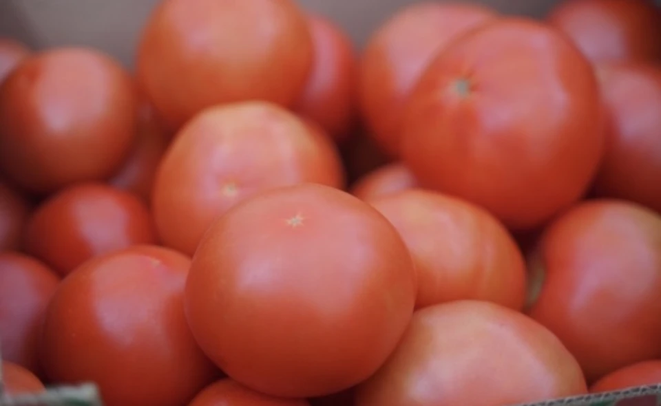 В Смоленскую область привезли 18 тонн заражённых вирусом томатов.