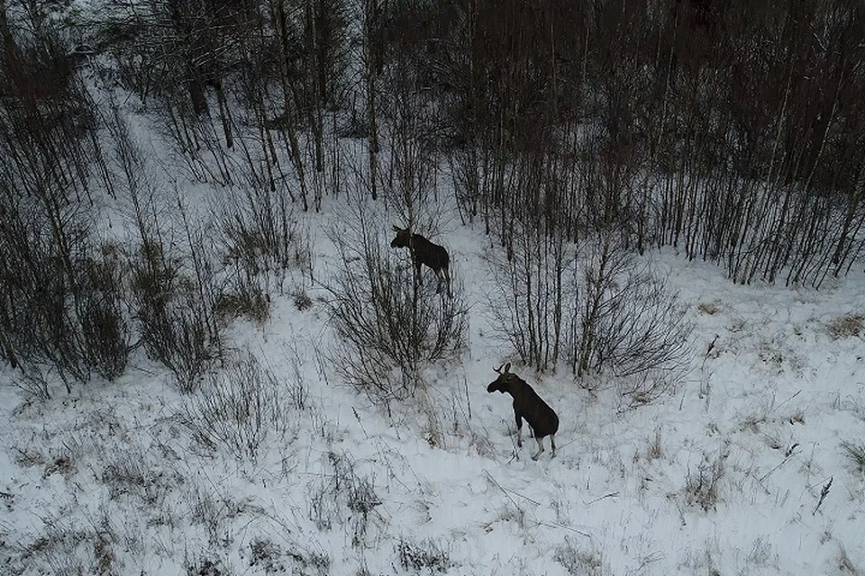 В Ярославской области в конце декабря московские охотники устроили бойню лосей.
