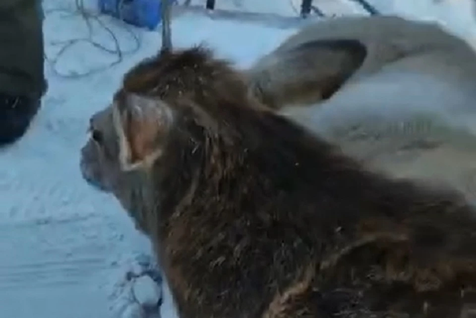 Животное транспортировали из леса на санях Фото: скриншот из видео