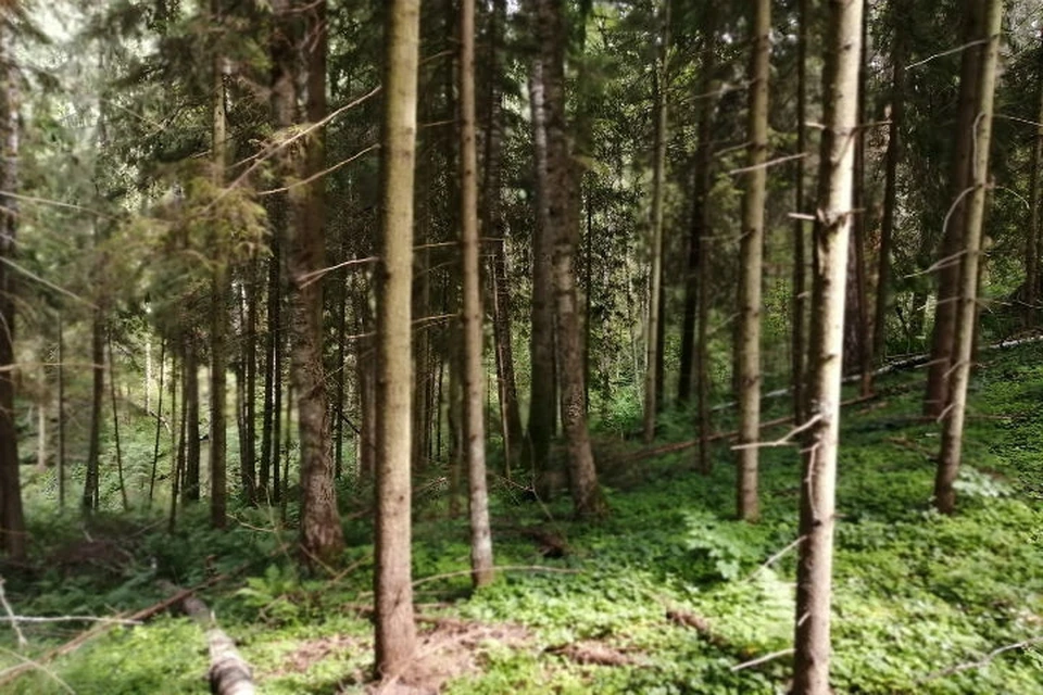 За незаконную вырубку леса супруг Оксаны Пиклун был оштрафован.