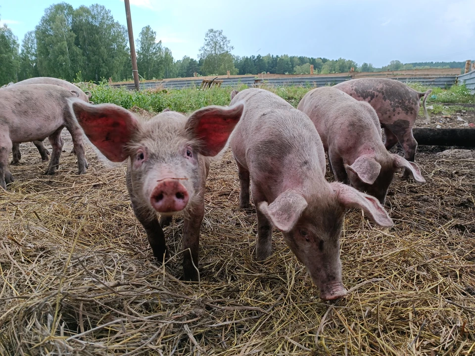 Африканская чума свиней вплотную подобралась к Ульяновской области