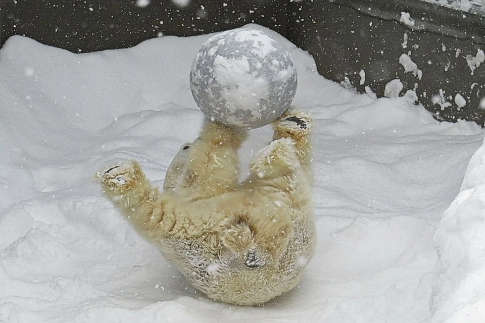 Кай любит играть со своим мячиком. Фото: Анна НОВИКОВА