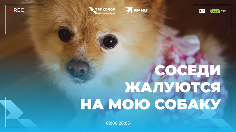 «Боня, не скучай!» Житель Калининграда нашел способ успокоить свою собаку, пока он на работе