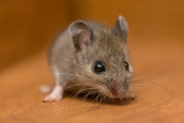 Мыши победили коронавирус при помощи йогурта: и вот как у них это получилось