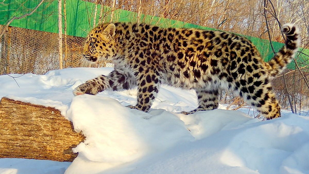 Спасенный котенок дальневосточного леопарда побил свой охотничий рекорд в  Приморье - KP.RU