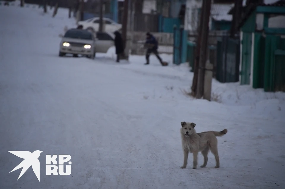 В Рязанской области планируют вести учет домашних животных.