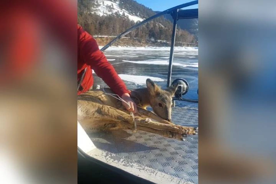 Вероятно, животное пролежало на льду целую ночь. Фото: из личного архива Анны Нижегородцевой