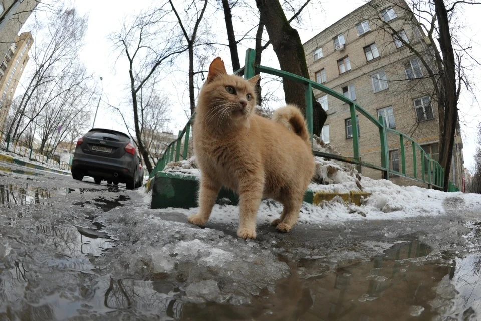 В Москве ожидается резкое потепление до +3 градусов в начале следующей недели