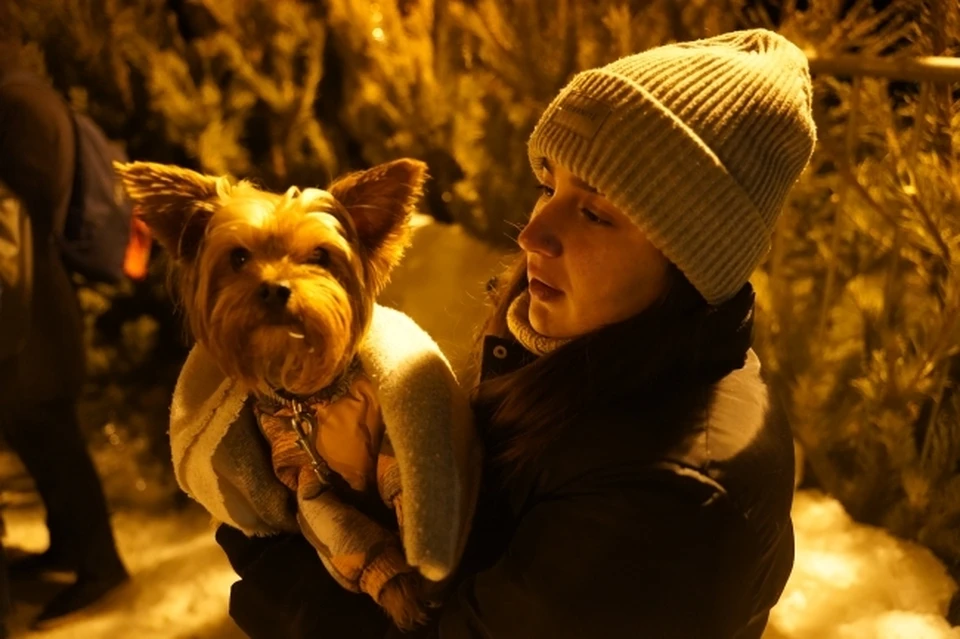 Кинолог Голубев рассказал о правилах комфортной жизни с собакой