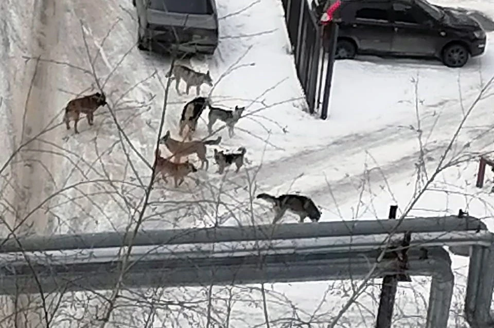 В весенний период собаки особенно опасны.
