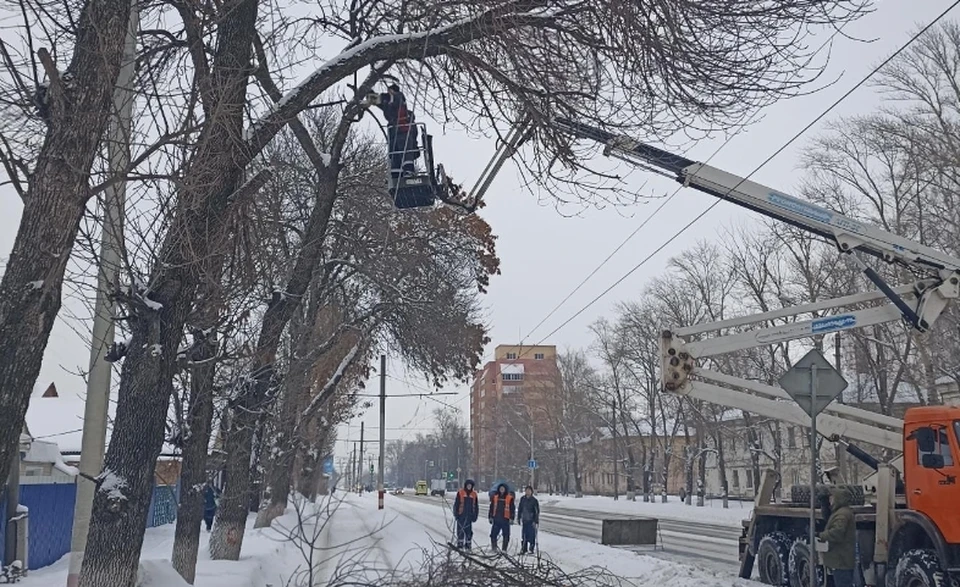 За неделю в городе снесли 45 аварийных деревьев